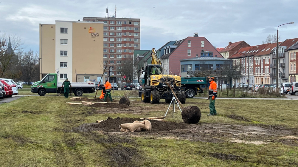 Neue Bäume fürs Quartier 